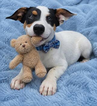 Vance - JackaBea designer puppy -  Jack Russell Terrier and Beagle Dog for Adoption in Mount Laurel Township, New Jersey - Vance - JackaBea Designer Puppy | PetCurious
