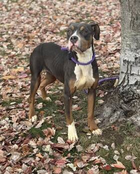 Rescue Pit Bull Terrier and Mixed Breed Dogs for Adoption in Springfield, Illinois - Eve | PetCurious