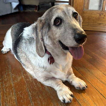 Rescue Basset Hound Dogs for Adoption in Hamilton, New Jersey - PETUNIA | PetCurious