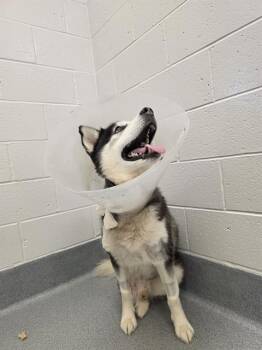 NEIL PEART -  Siberian Husky Dog for Adoption in Indianapolis, Indiana - NEIL PEART | PetCurious