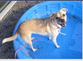 Grape Soda -  Chihuahua and Shepherd Dog for Adoption in Gilbert, Arizona - Grape Soda | PetCurious