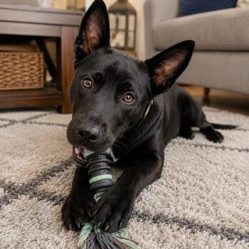 Luna - Joyful, Smart, Affectionate, Beautiful Girl - 8 months ol -  Cattle Dog and Shepherd Dog for Adoption in Houston, Texas - Luna - Joyful, Smart, Affectionate, Beautiful Girl - 8 Months Ol | PetCurious