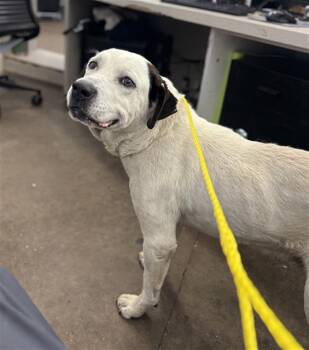 Mixed Breed Dogs Available for Adoption in Dallas, Texas - JULIO | PetCurious