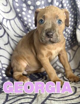 Georgia -  Boxer and Pit Bull Terrier Dog for Adoption in Shalimar, Florida - Georgia | PetCurious