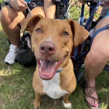 Huck -  Mixed Breed Dog for Adoption in Saint Charles, Missouri - Huck | PetCurious