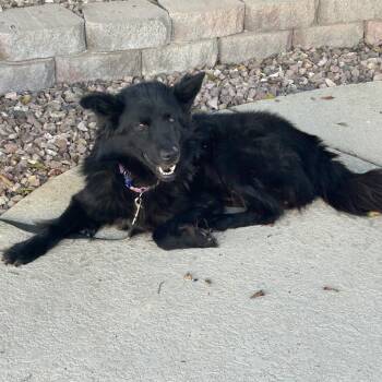 Tux -  Shepherd and German Shepherd Dog Dog for Adoption in Phoenix, Arizona - Tux | PetCurious