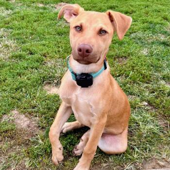 Phil -  Labrador Retriever Dog for Adoption in Baldwin, Maryland - Phil | PetCurious