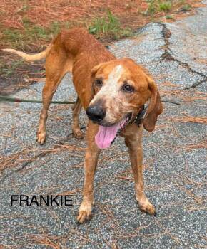 Frankie -  Hound Dog for Adoption in Shillington, Pennsylvania - Frankie | PetCurious