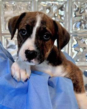 Cali -  Boxer and Shepherd Dog for Adoption in Novato, California - Cali | PetCurious