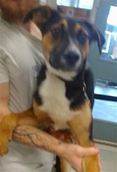 A471611 -  German Shepherd Dog and Mixed Breed Dog for Adoption in Oklahoma City, Oklahoma - A471611 | PetCurious