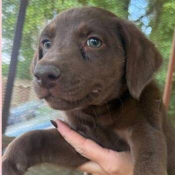 Ashtra -  Mixed Breed Dog for Adoption in Allentown, Pennsylvania - Ashtra | PetCurious