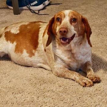 Beagle Dogs Available for Adoption in Durham, North Carolina - Lucille | PetCurious