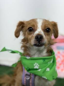 John McCanine-One of our Amazing Rescue Dogs -  Cavalier King Charles Spaniel and Chihuahua Dog for Adoption in Carlsbad, California - John McCanine-One Of Our Amazing Rescue Dogs | PetCurious