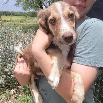 Tate -  Australian Shepherd and Mixed Breed Dog for Adoption in Hondo, Texas - Tate | PetCurious