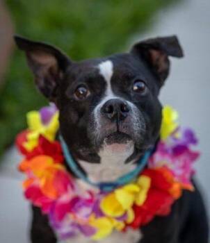 Luna -  Staffordshire Bull Terrier and Boston Terrier Dog for Adoption in Sunrise, Florida - Luna | PetCurious