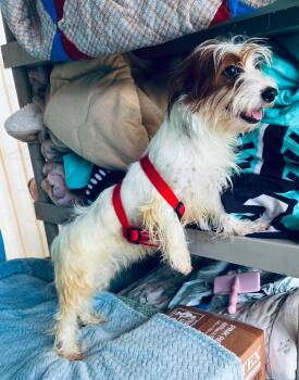 Starcrunch -  Yorkshire Terrier and Shih Tzu Dog for Adoption in New Baltimore, Michigan - Starcrunch | PetCurious