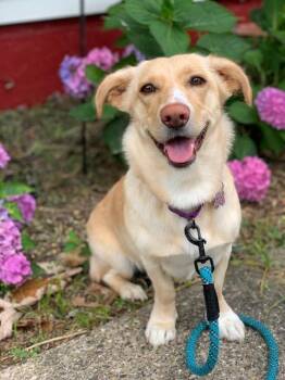 Scotti -  Corgi and Labrador Retriever Dog for Adoption in Grand Rapids, Michigan - Scotti | PetCurious