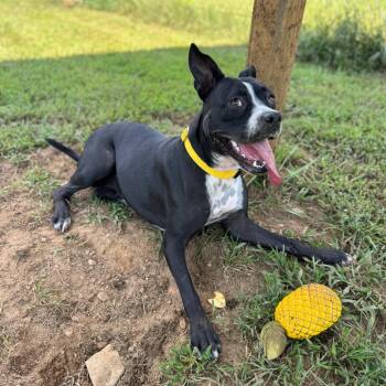 Penny -  Mixed Breed and Boston Terrier Dog for Adoption in Blairsville, Georgia - Penny | PetCurious