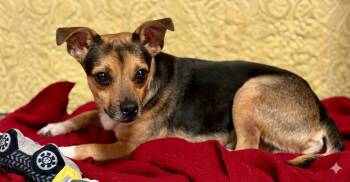 Bronson 1390 -  Chihuahua Dog for Adoption in Boca Raton, Florida - Bronson 1390 | PetCurious
