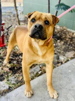 Terrier Dogs Available for Adoption - Edward Ryker | PetCurious