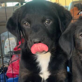 Rescue Black Labrador Retriever and Rottweiler Dogs for Adoption in Nampa, Idaho - Tripp | PetCurious