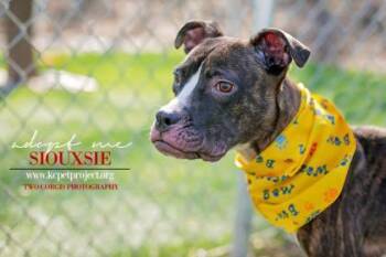 Siouxsie -  Boxer and Mixed Breed Dog for Adoption in Kansas City, Missouri - Siouxsie | PetCurious