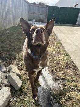 German Shepherd Dog and Chocolate Labrador Retriever Dogs Available for Adoption - Valentino  | PetCurious