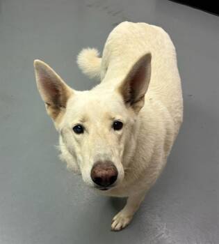 Vanna White -  German Shepherd Dog Dog for Adoption in Phoenix, Oregon - Vanna White | PetCurious