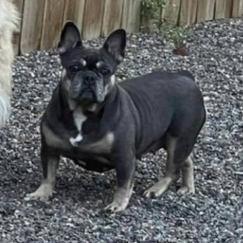 French Bulldog Dogs Available for Adoption - Tillie D11154 | PetCurious