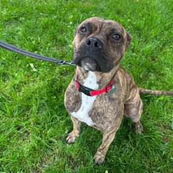 Mixed Breed Dogs Available for Adoption in Hampton Bays, New York - Zoey | PetCurious