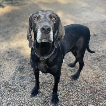 Rescue Labrador Retriever Dogs for Adoption in Columbia, South Carolina - Danica | PetCurious