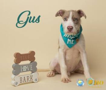 Gus -  Mixed Breed Dog Available for Adoption in Fairhope, Alabama - Gus | PetCurious