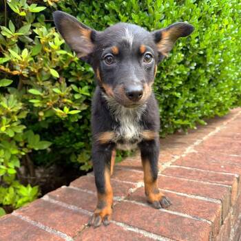 Mixed Breed Dogs Available for Adoption in Brownsboro, Alabama - Tulip | PetCurious