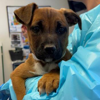 Boxer and Mixed Breed Dogs Available for Adoption - Faith | PetCurious