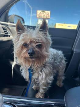 Yorkshire Terrier Dogs Available for Adoption - Stoney | PetCurious