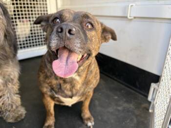 A1930502 -  Chihuahua and Pit Bull Terrier Dog for Adoption in Riverside, California - A1930502 | PetCurious