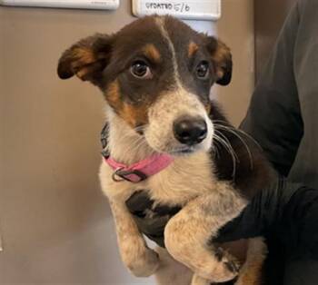 Australian Cattle Dog Blue Heeler and Mixed Breed Dogs Available for Adoption in Ontario, California - MARINA | PetCurious