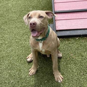 Pit Bull Terrier Dogs Available for Adoption in Greensboro, North Carolina - Razzle | PetCurious