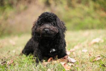 Rescue Shih Poo Dogs for Adoption in Gradyville, Kentucky - Tairn | PetCurious
