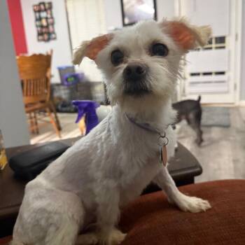 Maltese and Mixed Breed Dogs Available for Adoption - Mirabel | PetCurious