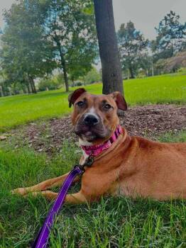 Nutmeg (26-173 D) -  Mixed Breed Dog for Adoption in Lansing, Michigan - Nutmeg (26-173 D) | PetCurious