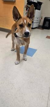 Mixed Breed Dogs Available for Adoption - Snickers (Dexter) | PetCurious