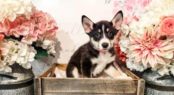 Husky and Alaskan Malamute Dogs Available for Adoption in Newberg, Oregon - Jessie  | PetCurious