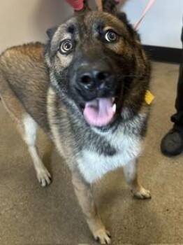 Toby -  German Shepherd Dog Dog for Adoption in Cleveland, Ohio - Toby | PetCurious