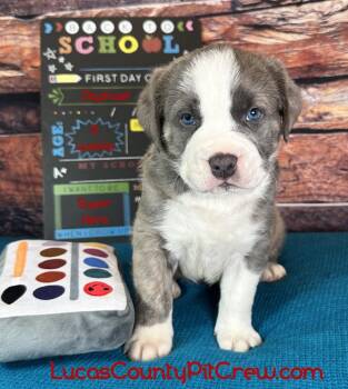 Raphael -  American Bully and American Staffordshire Terrier Dog for Adoption in Toledo, Ohio - Raphael | PetCurious