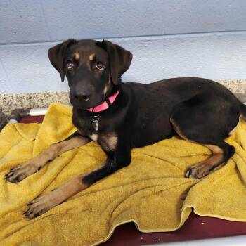 Jagger -  Shepherd and Mixed Breed Dog for Adoption in Falls Church, Virginia - Jagger | PetCurious
