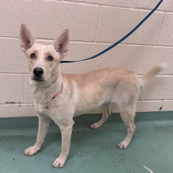 Rescue Mixed Breed Dogs for Adoption in Memphis, Tennessee - Layla | PetCurious