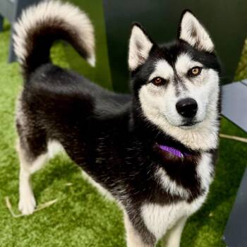 Siberian Husky Dogs Available for Adoption - Graupel | PetCurious