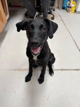 Cal -  Labrador Retriever and Hound Dog for Adoption in Findlay, Ohio - Cal | PetCurious