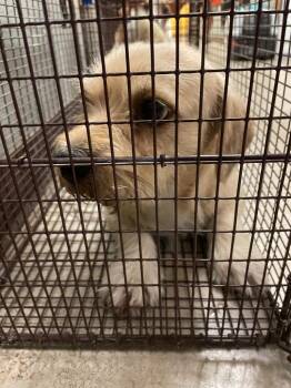 Roadblock -  Terrier Dog Available for Adoption in New Braunfels, Texas - Roadblock | PetCurious